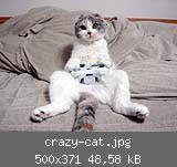 crazy-cat.jpg